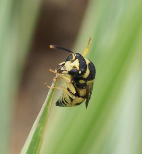 Eustenancistrocerus blanchardianus